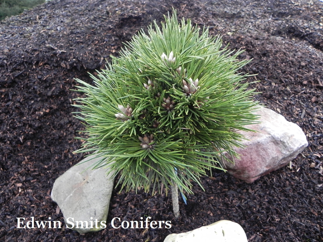 Pinus thunbergii 'Emerys Dwarf'